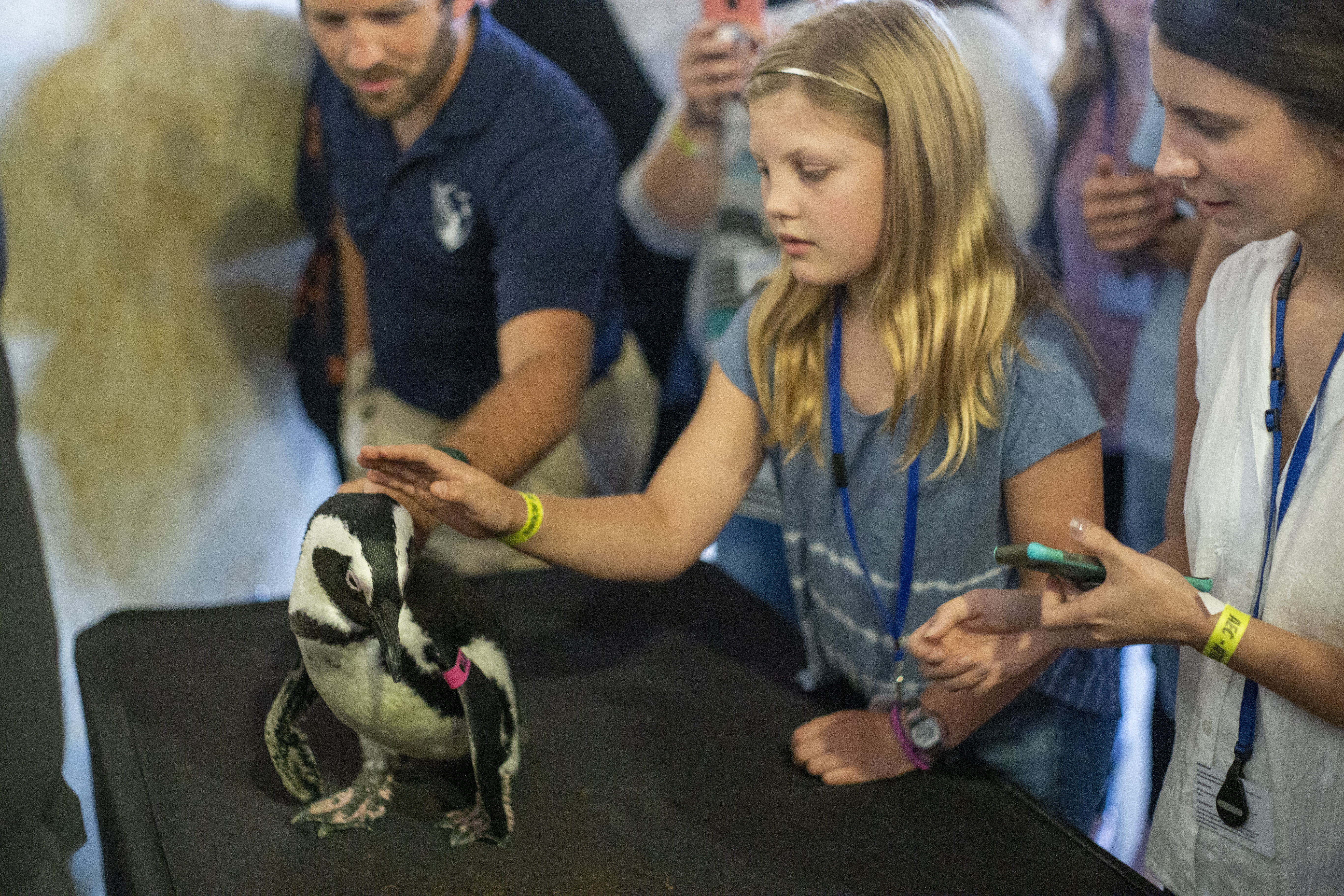 Children petting peguin